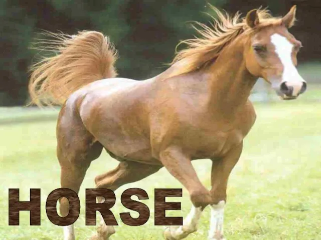 HORSE