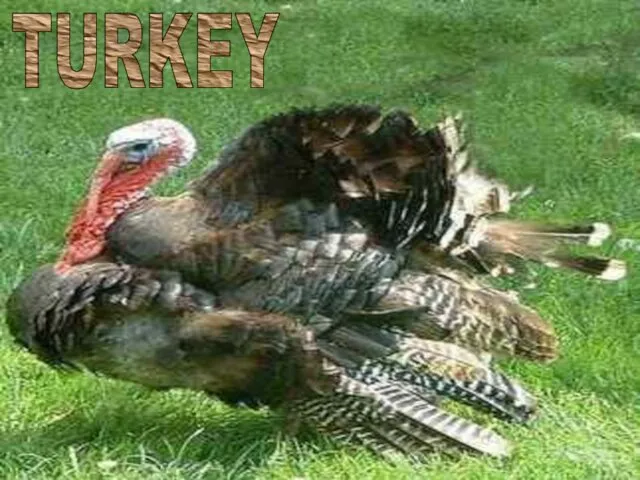 TURKEY