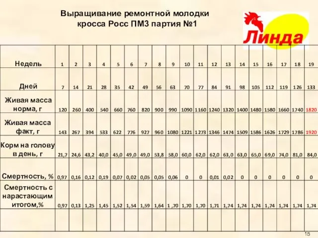 Выращивание ремонтной молодки кросса Росс ПМ3 партия №1