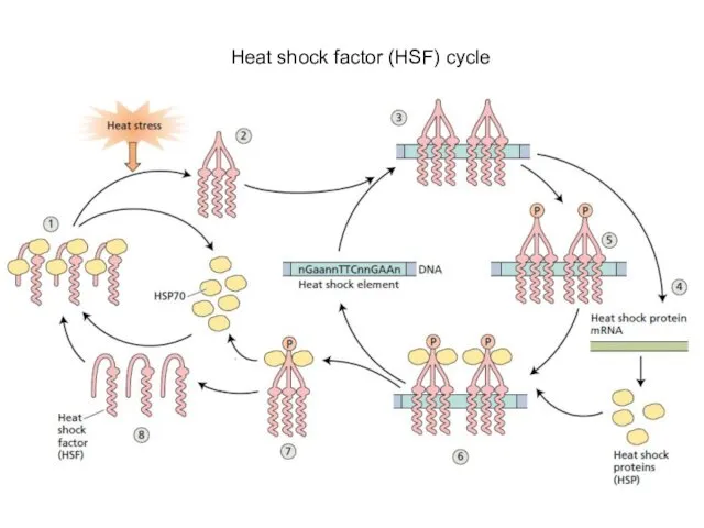 Heat shock factor (HSF) cycle