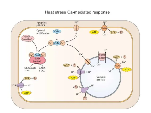 Heat stress Ca-mediated response