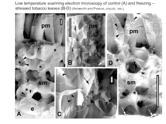 Low temperature scanning electron microscopy of control (A) and freezing –