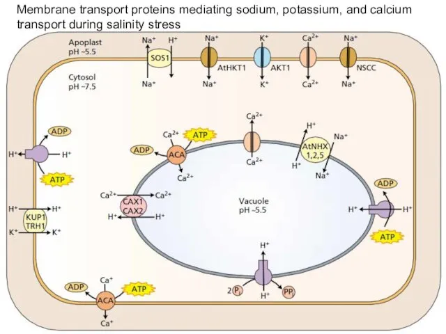 Membrane transport proteins mediating sodium, potassium, and calcium transport during salinity stress