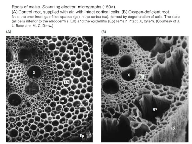 Roots of maize. Scanning electron micrographs (150×). (A) Control root, supplied