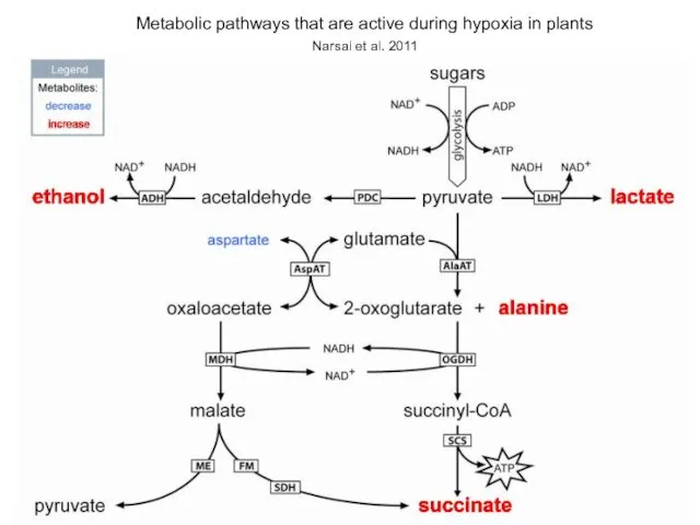 Metabolic pathways that are active during hypoxia in plants Narsai et al. 2011