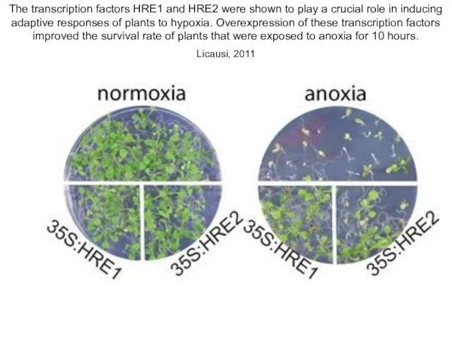 The transcription factors HRE1 and HRE2 were shown to play a