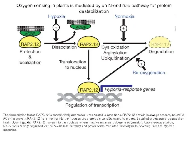 Oxygen sensing in plants is mediated by an N-end rule pathway