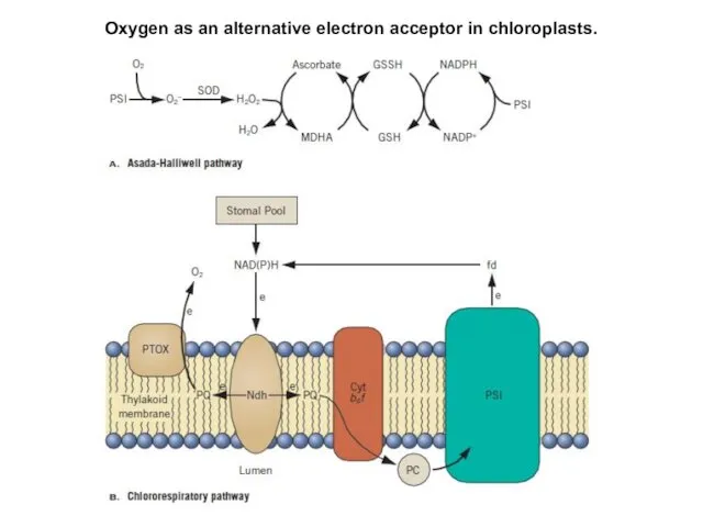 Oxygen as an alternative electron acceptor in chloroplasts.