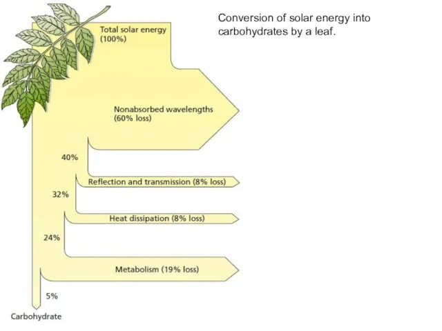 Conversion of solar energy into carbohydrates by a leaf.