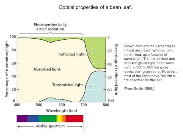 Shown here are the percentages of light absorbed, reflected, and transmitted,