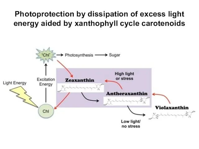 Photoprotection by dissipation of excess light energy aided by xanthophyll cycle carotenoids