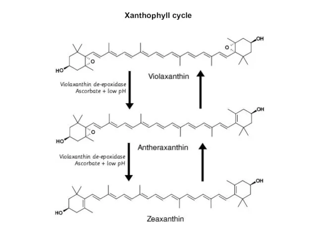 Xanthophyll cycle