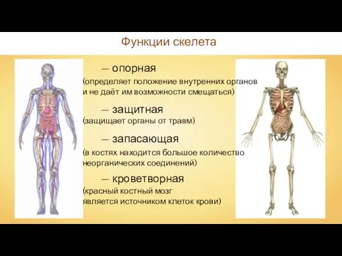 Функции скелета — опорная — защитная — запасающая — кроветворная (определяет