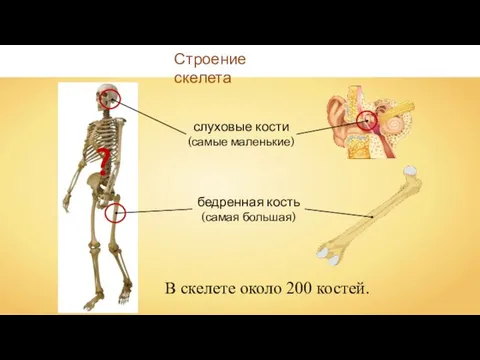 Строение скелета В скелете около 200 костей. слуховые кости (самые маленькие) бедренная кость (самая большая) ?