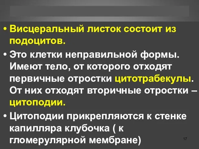 Висцеральный листок состоит из подоцитов. Это клетки неправильной формы. Имеют тело,