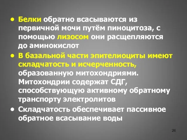 Белки обратно всасываются из первичной мочи путём пиноцитоза, с помощью лизосом