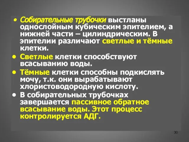 Собирательные трубочки выстланы однослойным кубическим эпителием, а нижней части – цилиндрическим.