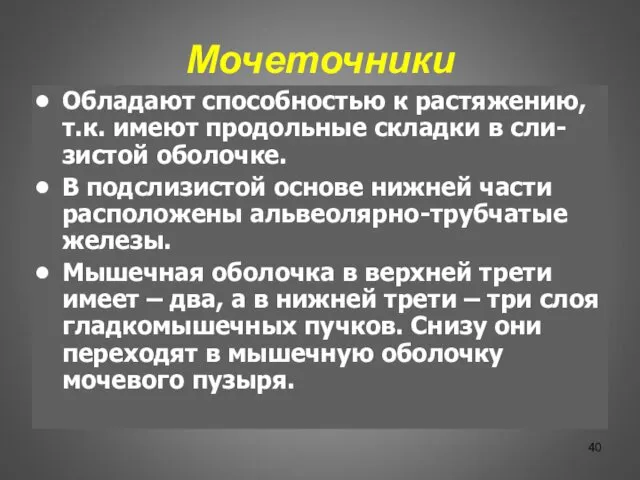 Мочеточники Обладают способностью к растяжению, т.к. имеют продольные складки в сли-зистой