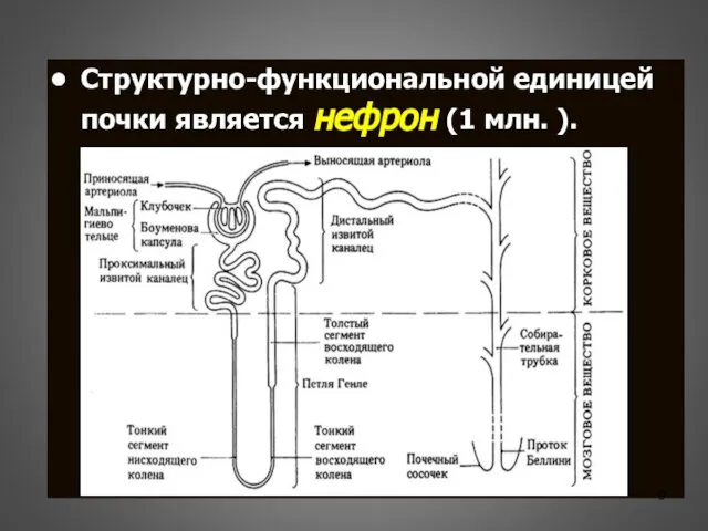 Структурно-функциональной единицей почки является нефрон (1 млн. ).