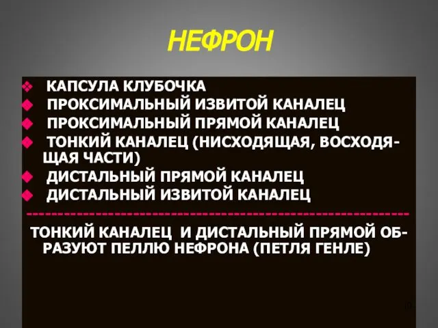 НЕФРОН КАПСУЛА КЛУБОЧКА ПРОКСИМАЛЬНЫЙ ИЗВИТОЙ КАНАЛЕЦ ПРОКСИМАЛЬНЫЙ ПРЯМОЙ КАНАЛЕЦ ТОНКИЙ КАНАЛЕЦ