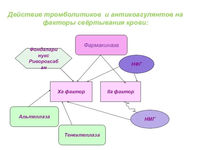 Действие тромболитиков и антикоагулянтов на факторы свёртывания крови: Ха фактор ІІа