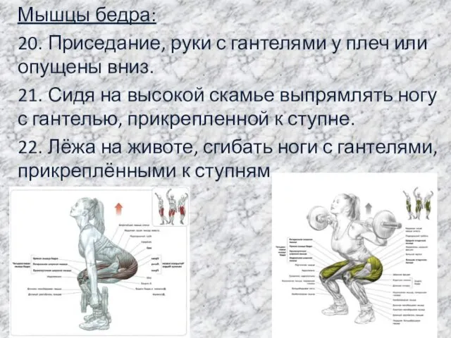 Мышцы бедра: 20. Приседание, руки с гантелями у плеч или опущены