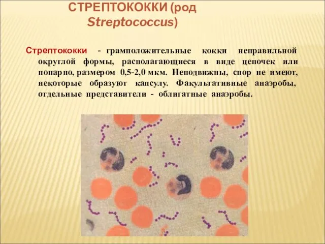 СТРЕПТОКОККИ (род Streptococcus) Стрептококки - грамположительные кокки неправильной округлой формы, располагающиеся