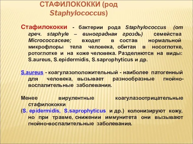 СТАФИЛОКОККИ (род Staphylococcus) Стафилококки - бактерии рода Staphylococcus (от греч. staphyle