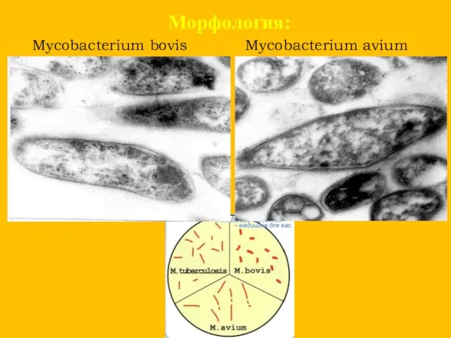 Морфология: Mycobacterium bovis Mycobacterium avium