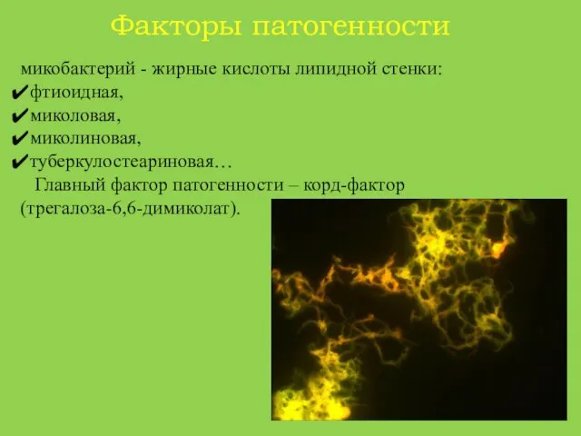 Факторы патогенности микобактерий - жирные кислоты липидной стенки: фтиоидная, миколовая, миколиновая,