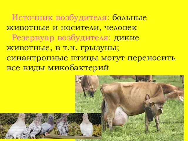 Источник возбудителя: больные животные и носители, человек Резервуар возбудителя: дикие животные,