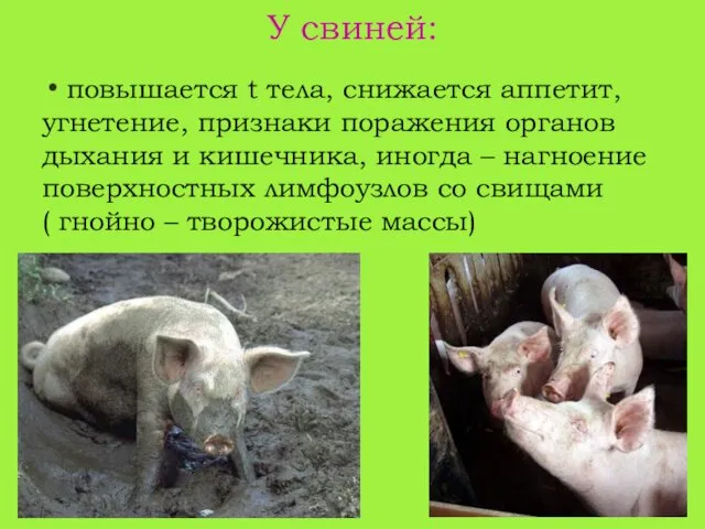 У свиней: повышается t тела, снижается аппетит, угнетение, признаки поражения органов