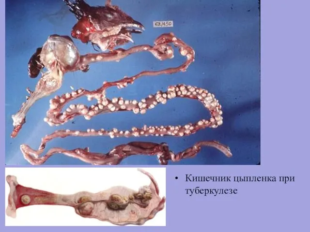 Кишечник цыпленка при туберкулезе