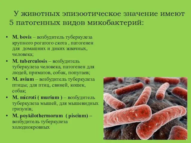 У животных эпизоотическое значение имеют 5 патогенных видов микобактерий: M. bovis