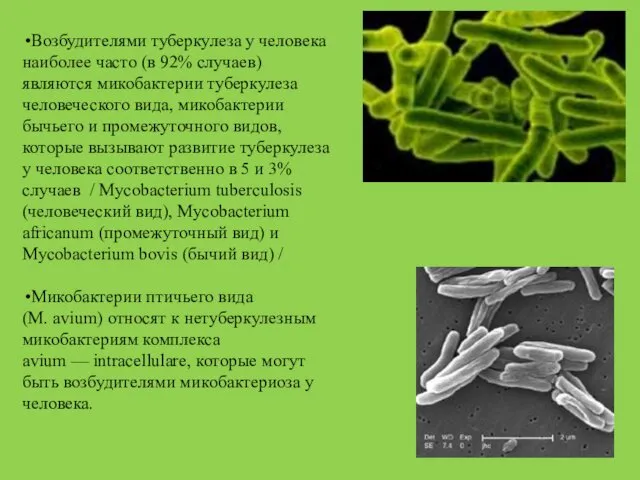 Возбудителями туберкулеза у человека наиболее часто (в 92% случаев) являются микобактерии