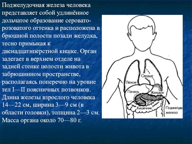 Поджелудочная железа человека представляет собой удлинённое дольчатое образование серовато-розоватого оттенка и
