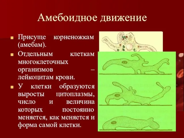 Амебоидное движение Присуще корненожкам (амебам). Отдельным клеткам многоклеточных организмов – лейкоцитам