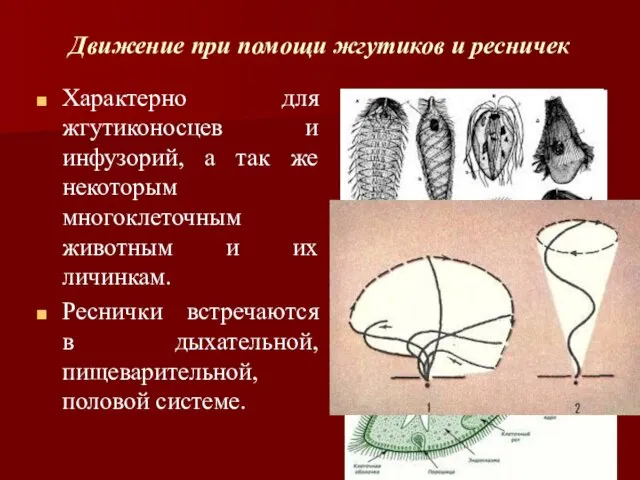 Движение при помощи жгутиков и ресничек Характерно для жгутиконосцев и инфузорий,