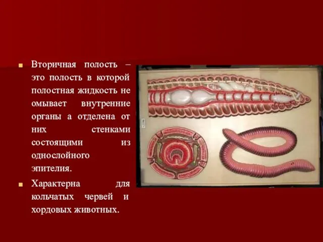 Вторичная полость – это полость в которой полостная жидкость не омывает