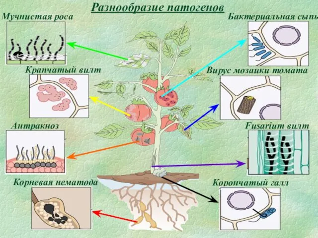 Корончатый галл Вирус мозаики томата Бактериальная сыпь Мучнистая роса Fusarium вилт