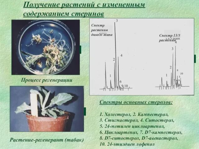 Получение растений с измененным содержанием стеринов Процесс регенерации Растение-регенерант (табак) Спектры