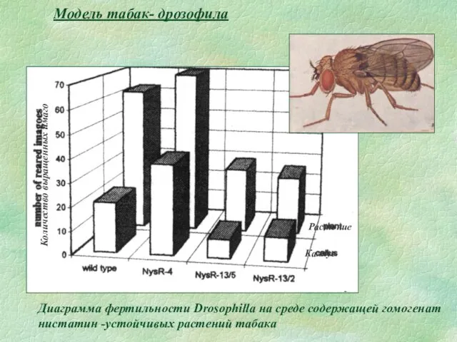 Модель табак- дрозофила Диаграмма фертильности Drosophilla на среде содержащей гомогенат нистатин -устойчивых растений табака