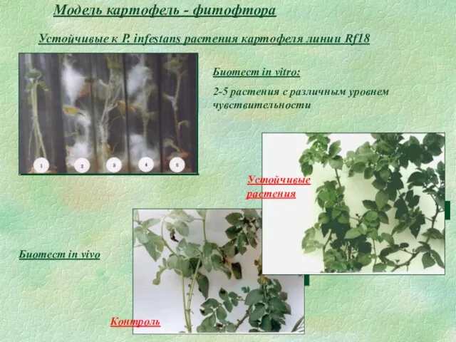 Модель картофель - фитофтора Биотест in vitro: 2-5 растения с различным