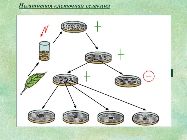 Негативная клеточная селекция