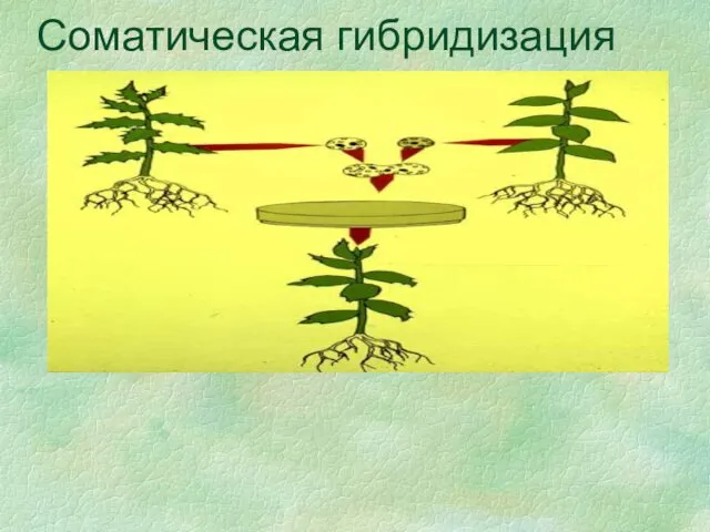 Соматическая гибридизация