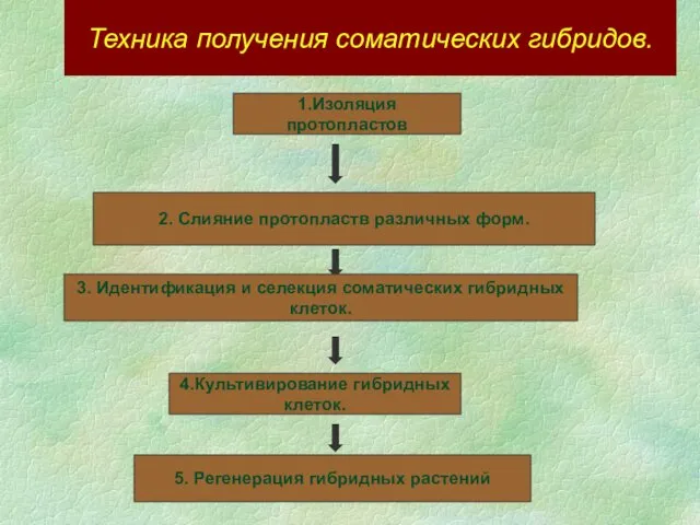 Техника получения соматических гибридов. 1.Изоляция протопластов 2. Слияние протопластв различных форм.