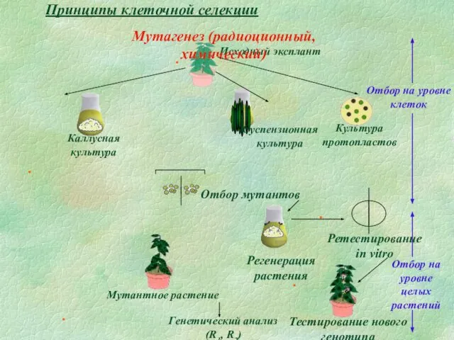 Принципы клеточной селекции Исходный эксплант Мутагенез (радиоционный, химический) Каллусная культура Суспензионная