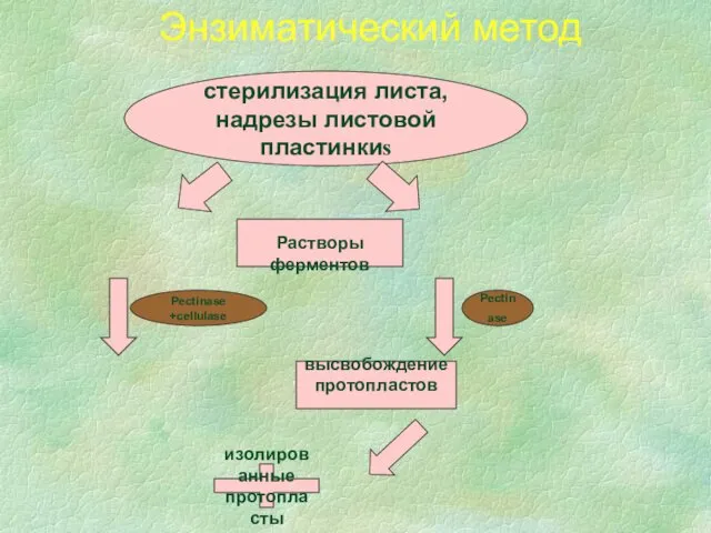 Энзиматический метод стерилизация листа,надрезы листовой пластинкиs Растворы ферментов Pectinase +cellulase Pectinase высвобождение протопластов изолированные протопласты