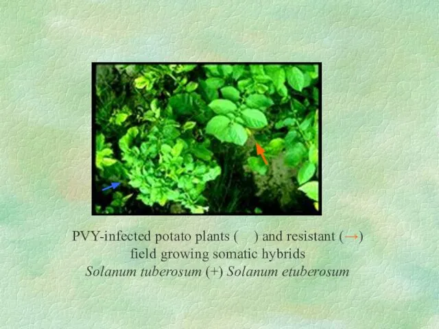 PVY-infected potato plants (→) and resistant (→) field growing somatic hybrids Solanum tuberosum (+) Solanum etuberosum