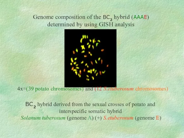 Genome composition of the BC2 hybrid (AAAE) determined by using GISH